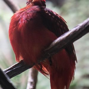 Guianan red cotinga