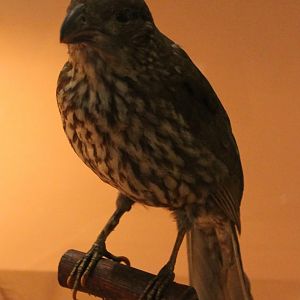 Tooth-billed bowerbird - Scenopoeetes dentirostris