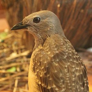 Fawn-breasted bowerbird - Chlamydera cerviniventris