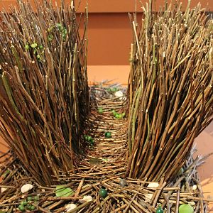 Bower Fawn-breasted bowerbird