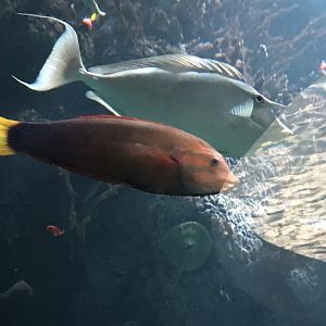 African coris (Coris gaimard)