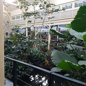 Bird-house - Tropical part