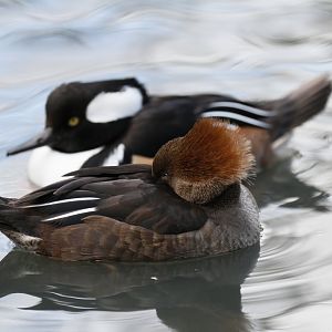 Hooded merganser (Lophodytes cucullatus)