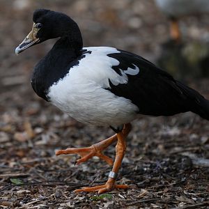 Magpie goose (Anseranas semipalmata)