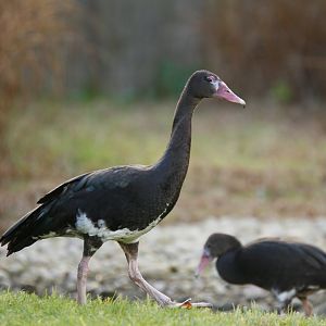 Spur-winged goose (Plectropterus gambensis)