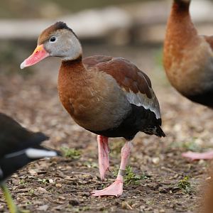 Southern black-bellied whistling duck (Dendrocygna autumnalis autumnalis)