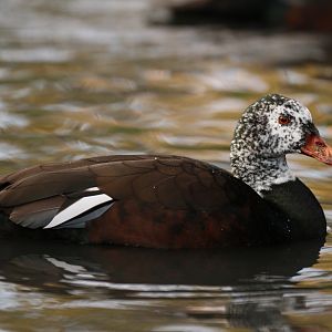 White-winged wood duck (Asarcornis scutulata)