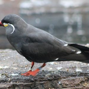 Inca tern