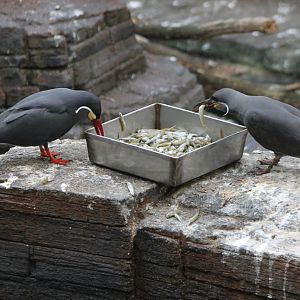 Inca terns