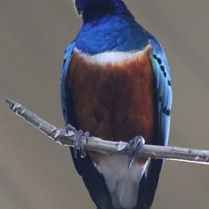 Superb starling