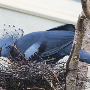 Victoria crowned pigeon at the nest