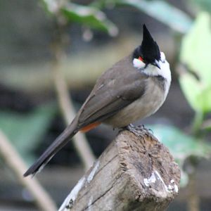 Red-whiskered bulbul