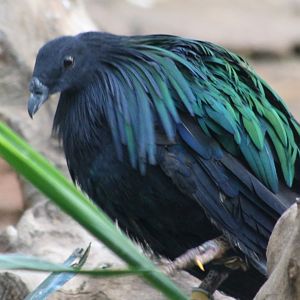 Nicobar pigeon