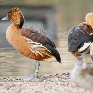 East Indian wandering whistling duck (Dendrocygna arcuata arcuata)