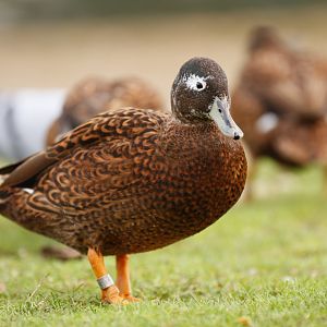 Laysan duck (Anas laysanensis)