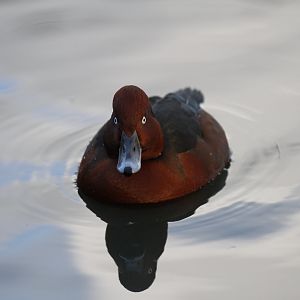 Ferruginous duck (Aythya nyroca)