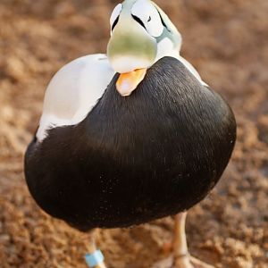 Spectacled eider (Somateria fischeri)