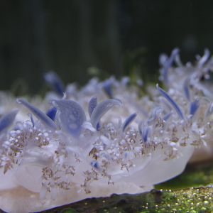 Upside-down jellyfish (Cassiopea sp.)