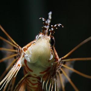 Spotfin lionfish (Pterois antennata)