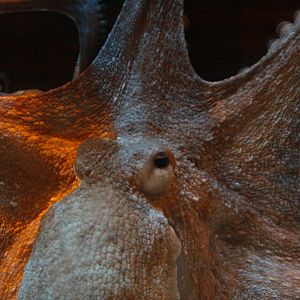Common octopus (Octopus vulgaris)