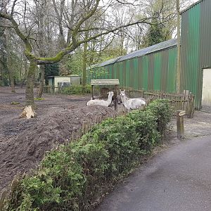 Alpaca-enclosure