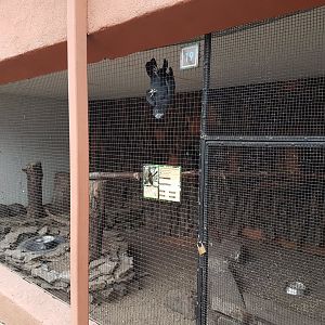 Aviary Red-tailed cockatoo