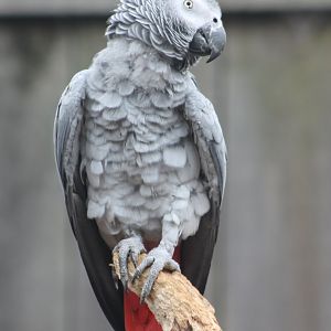 African grey parrot