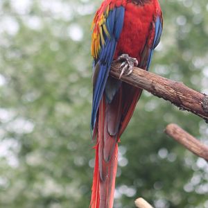 Scarlet macaw