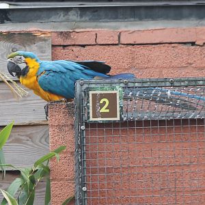 Free-living Blue-and-gold macaw