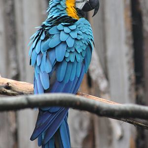 Blue-and-gold macaw