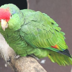 Green-cheeked amazon