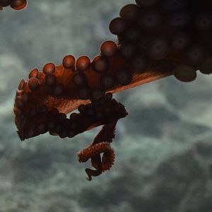 Enteroctopus dofleini