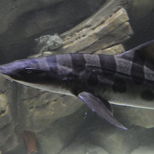 Triakis semifasciata