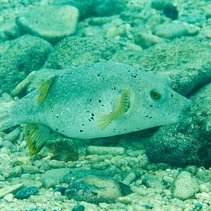 Blackspotted Puffer