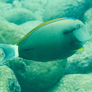 Blackstreak Surgeonfish