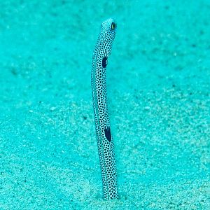 Spotted Garden Eel