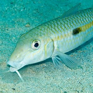 Yellowstripe Goatfish