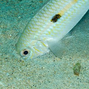 Yellowstripe Goatfish