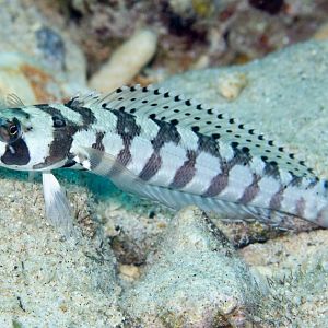 Blackbanded Grubfish
