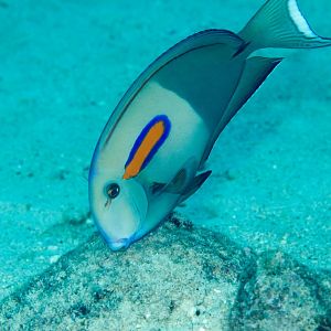 Orangeband Surgeonfish