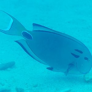 Tenant's Surgeonfish