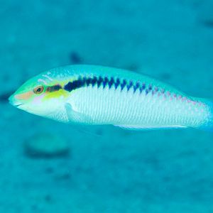 Zigzag Wrasse