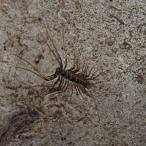 Cave Centipede - Gomantong Cave, Sabah, Borneo