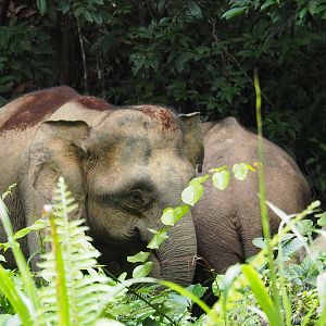 Bornean Pygmy Elephants - Danum Valley, Sabah, Borneo
