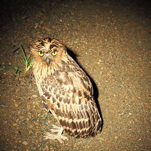 Malay Fish-Owl - Danum Valley, Sabah, Borneo