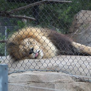 Sleeping Lion - Elephant Odyssey