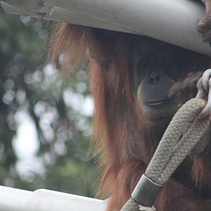 Orangutan - Absolutely Apes!