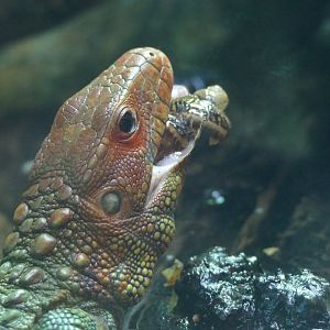 Northern caiman lizard, January 2018
