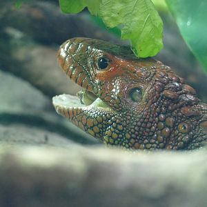 Northern caiman lizard, January 2018