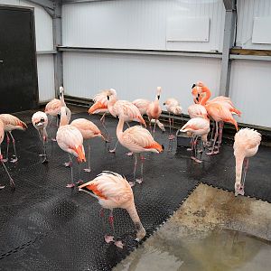 Flamingos